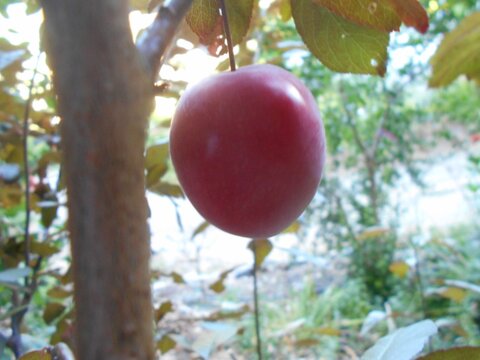 images/stories/virtuemart/product/Nichols Red plum (Custom)